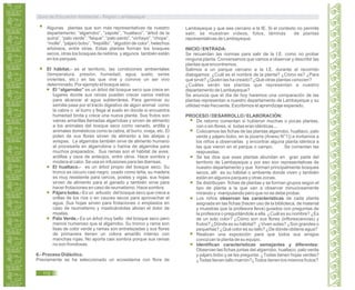 Algunas plantas que son más representativas de nuestro
departamento: “algarrobo”, “zapote”, “hualtaco”, “árbol de la
quina”, “palo verde”, “faique”, “palo santo”, “vichayo”, “chope”,
“molle”, “pájaro bobo”, “frejolillo”, “algodón de color”, helechos
arbóreos, entre otras. Estas plantas forman los bosques
secos, otras los bosques de neblina y algunos también están
en los parques.
El hábitat.- es el territorio, las condiciones ambientales
(temperatura, presión, humedad, agua, suelo, seres
vivientes, etc.) en las que vive y convive un ser vivo
determinado. Por ejemplo el bosque seco.
El “algarrobo” es un árbol del bosque seco que crece en
lugares donde sus raíces pueden crecer varios metros
para alcanzar al agua subterránea. Para germinar su
semilla pasa por el tracto digestivo de algún animal como
la cabra o el burro y llega al suelo en donde si encuentra
humedad brota y crece una nueva planta. Sus frutos son
vainas amarillas llamadas algarrobas y sirven de alimento
a los animales del bosque seco como venado, ardilla y
animales domésticos como la cabra, el burro, oveja, etc. El
polen de sus flores sirven de alimento a las abejas y
avispas. La algarroba también sirve de alimento humano
al procesarla en algarrobina o harina de algarroba para
muchos preparados. Sus ramas son el hábitat de aves,
ardillas y osos de anteojos, entre otros. Hace sombra y
modera el calor. Se usa en infusiones para las diarreas.
El hualtaco.- es un árbol propio del bosque seco. Su
tronco es oscuro casi negro, usado como leña, su madera
es muy resistente para cercos, postes y vigas; sus hojas
sirven de alimento para el ganado y también sirve para
hacer frotaciones en caso de reumatismo. Hace sombra.
Pájaro bobo.- Es un arbusto del bosque seco que crece a
orillas de los ríos o en cauces secos para aprovechar el
agua. Sus hojas sirven para frotaciones o emplastos en
caso de reumatismo y masticándolas alivian el dolor de
muelas.
Palo Verde.- Es un árbol muy bello del bosque seco pero
menos numeroso que el algarrobo. Su tronco y rama son
lisas de color verde y ramas son entrelazadas y sus flores
de primavera tienen un colora amarillo intenso con
manchas rojas. No aporta casi sombra porque sus ramas
no son frondosas.
6.- Proceso Didáctico.
Previamente se ha seleccionado un ecosistema con flora de
Lambayeque y que sea cercano a la IE. Si el contexto no permite
salir, se muestran vídeos, fotos, láminas de plantas
representativas de Lambayeque.
INICIO / ENTRADA:
Se recuerdan las normas para salir de la I.E. como no probar
ninguna planta. Conversamos que vamos a observar y describir las
plantas que encontremos.
Salimos a un parque cercano a la I.E. durante el recorrido
dialogamos: ¿Cuál es el nombre de la planta? ¿Cómo es? ¿Para
qué sirve? ¿Quién las ha creado? ¿Qué otras plantas conocen?
¿Cuáles serán las plantas que representan a nuestro
departamento de Lambayeque?
Se anuncia que el día de hoy haremos una comparación de las
plantas representan a nuestro departamento de Lambayeque y su
utilidad más frecuente. Escribimos el aprendizaje esperado.
PROCESO / DESARROLLO / ELABORACIÓN:
De retorno comentan si hubieron muchas o pocas plantas,
con o sin flores, si todas eran idénticas...
Colocamos las fichas de las plantas algarrobo, hualtaco, palo
verde y pájaro bobo, en la pizarra (Anexo N°1)) e invitamos a
los niños a observarlas y encontrar alguna planta idéntica a
las que vieron en el parque o campo. Se comentan las
respuestas.
Se les dice que esas plantas abundan en gran parte del
territorio de Lambayeque y por eso son representativas de
nuestro departamento y que forman principalmente bosques
secos, allí es su hábitat o ambiente donde viven y también
están en algunos parques y otras zonas.
Se distribuyen fichas de plantas y se forman grupos según el
tipo de planta a la que van a observar minuciosamente
mirando y manipulando pero que no se debe probar.
Los niños observan las características de cada planta
asignada en las fichas (hacen uso de la biblioteca, de material
y muestras que la profesora lleva) guiados con preguntas de
la profesora o preguntándole a ella. ¿Cuál es su nombre? ¿Es
de un solo color? ¿Cómo son sus flores (inflorescencias) y
frutos? ¿Dónde es su hábitat? ¿Viven solas? ¿Son grandes o
pequeñas? ¿Qué color es su tallo? ¿De dónde obtiene agua?
Realizan una exposición para que todos sus amigos
conozcan la planta de su equipo.
Identifican características semejantes y diferentes:
Observan las fichas juntas del algarrobo, hualtaco, palo verde
y pájaro bobo y se les pregunta: ¿Todas tienen hojas verdes?
¿Todas tienen tallo marrón?¿Todos tienen los mismos frutos?
Guía de Educación Ambiental - Región Lambayeque
112
 