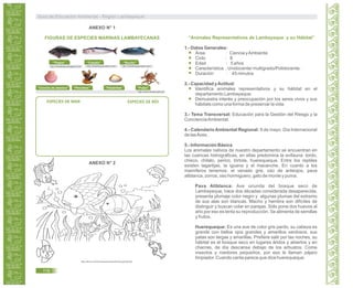 ESPECIES DE MAR ESPECIES DE RÍO
ANEXO N° 2
http://ahiva.info/ColorearAnimales/Peces/pez09.gif
“Animales Representativos de Lambayeque y su Hábitat”
1.- Datos Generales:
Área : Ciencia yAmbiente
Ciclo : II
Edad : 5 años
Característica : Unidocente/ multigrado/Polidocente.
Duración : 45 minutos
2.- Capacidad yActitud:
Identifica animales representativos y su hábitat en el
departamento Lambayeque.
Demuestra interés y preocupación por los seres vivos y sus
hábitats como una forma de preservar la vida.
3.- Tema Transversal: Educación para la Gestión del Riesgo y la
ConcienciaAmbiental.
4.- Calendario Ambiental Regional: 9 de mayo: Día Internacional
de lasAves.
5.- Información Básica
Los animales nativos de nuestro departamento se encuentran en
las cuencas hidrográficas, en ellas predomina la avifauna: tordo,
chisco, chilalo, perico, tórtola, huerequeque. Entre los reptiles
existen lagartijas, la iguana y el macanche. En cuanto a los
mamíferos tenemos: el venado gris, oso de anteojos, pava
aliblanca, zorros, oso hormiguero, gato de monte y puma.
Pava Aliblanca: Ave oriunda del bosque seco de
Lambayeque, hace dos décadas considerada desaparecida,
presenta plumaje color negro y algunas plumas del extremo
de sus alas son blancas. Macho y hembra son difíciles de
distinguir y buscan volar en parejas. Sólo pone dos huevos al
año por eso es lenta su reproducción. Se alimenta de semillas
y frutos.
Huerequeque: Es una ave de color gris pardo, su cabeza es
grande con bellos ojos grandes y amarillos verdosos, sus
patas son largas y amarillas. Prefiere salir por las noches, su
hábitat es el bosque seco en lugares áridos y abiertos y en
chacras, de día descansa debajo de los arbustos. Come
insectos y roedores pequeños, por eso le llaman pájaro
limpiador. Cuando canta parece que dice huerequeque.
“Tilapia”
http://todotilapia.blogspot.com/
“Caballa”
http://maestropescador.com/
“Bonito”
http://maestropescador.com/
“Concha de abanico” “Percebes”
ANEXO N° 1
FIGURAS DE ESPECIES MARINAS LAMBAYECANAS
“Palabritas” “Pulpo”
http://www.imarpe.gob.pe/
Guía de Educación Ambiental - Región Lambayeque
116
 