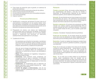 Crear áreas de protección para el ganado, en sistemas de
producción extensiva.
Crear barreras contra el viento para protección de cultivos.
Frenar el avance de las dunas de arena.
Proveer leña de poda para uso como combustible doméstico.
Crear áreas recreativas.
Capturar carbono.
Proceso para la Reforestación
Identificación y evaluación del territorio El primer paso es el
acercamiento y coordinación con los actores claves, como
las autoridades competentes, las comunidades campesinas,
para seleccionar el territorio de forestación de acuerdo con lo
previsto en los planes de ordenamiento territorial.
Preparación de viveros. Los viveros son instalaciones
acondicionadas para la producción de plantas. El propósito
es obtener las especies deseadas con una buena calidad,
tamaño y desarrollo que permitan un adecuado
establecimiento de la plantación en corto plazo.
Cuidados en el vivero:
Es importante que al diseñar los bancales y camellones
para la producción de plantas, estos no tengan un ancho
mayor de 1,20 m ya que esto dificulta las actividades de
limpieza, abonamiento y cuidados de los plantones.
Una vez que se tengan las plántulas en las zonas de
crecimiento, los cuidados deben ser constantes y se
debe llevar un control de los mismos. Las actividades a
realizar son:
Riego. Puede realizarse con regaderas, mangueras o
dispositivos para el riego.
Deshierbe. Esta práctica evita problemas de
competencia por luz, agua y nutrientes. El deshierbe
puede programarse una vez a la semana y se debe
tener cuidado al arrancar la maleza para no mover las
pequeñas plántulas.
Fertilización. Es fundamental para la obtención de
plantas vigorosas y que puedan alcanzar las tallas
adecuadas en corto tiempo.
Control de plagas y enfermedades. Una de las
mejores prácticas preventivas para el control de las
enfermedades.
Plantación
Trazado y marcado. El tipo de trazado a utilizar depende de
las características del terreno y del tipo de modelo a
desarrollar. El distanciamiento depende de las especies
arbóreas a plantar y de los objetivos de la plantación.
Ahoyado. Se recomienda que los hoyos tengan por lo menos
25 centímetros de ancho y 30 centímetros de profundidad.
Esta característica del hoyo ayuda a que la planta tenga un
área de crecimiento radicular en los primeros meses.
Siembra o plantación. Al momento de la plantación se debe
mezclar con materia orgánica (aproximadamente 25%) el
sustrato extraído del hoyo y comenzar a llenarlo. Procurando
que no queden bolsas de aire y que el sustrato quede bien
compacto.
Limpieza. Se realizan limpiezas selectivas periódicas.
Protección de animales. En las áreas donde hay ganado
cerca de la zona de plantación se deben establecer cercas
para evitar que los animales puedan causar daño mecánico.
Resiembra. Cuando se realizan las limpiezas se debe hacer
el recuento para conocer la pérdida de plantas y programar
una resiembra
Poda. Es el corte que se realiza a las ramas de los árboles;
consiste en quitar totalmente las ramas desde su nivel de
exteriorización fuera de la corteza. El corte permite el
desarrollo de un fuste largo y único, recto y maderable, así
como también evitar la aparición de nudos que disminuyen el
valor de los rollos.
Raleo. Es el corte que se debe realizar en la plantación
cuando existe competencia entre los árboles; así se
seleccionan aquellos árboles de mejor porte eliminando los
de menor desarrollo. Se realiza para dejar más espacio entre
los árboles y así proporcionar mejores condiciones para su
crecimiento.
Guía de Educación Ambiental - Región Lambayeque
129
 