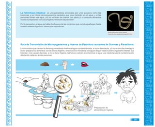 Guía de Educación Ambiental - Región Lambayeque
La Helmintiasis Intestinal es una parasitosis provocada por unos gusanos como las
lombrices y por otros microorganismos parásitos que viven también en el agua, y si las
personas toman esa agua, y/o no se lavan las manos con jabón y/ o consume alimentos
crudos o preparados con poca higiene, entonces se parasitan.
Por lo general en el agua se hallan los huevos de las lombrices que con el agua llegan hasta
nuestro sistema digestivo, crecen y se reproducen.
Áscaris lumbricoides- lombriz intestinal .
Fuente:http://bca.org/gallery/bioimages2010.html
Preparación de
alimentos sin higiene
Ruta de Transmisión de Microorganismos y Huevos de Parásitos causantes de Diarreas y Parasitosis.
Los microbios que causan la diarrea y parasitosis viven en el agua contaminándola, si no se desinfecta, y/o no se lava las manos y/o
no se prepara los alimentos con la debida higiene, entonces los microbios consiguen llegar hasta nuestro organismo liberan sus
toxinas y nos causan diarreas, si no se tiene higiene, las heces vuelven a contaminar el agua y se repite la ruta de contaminación
afectando cada vez a más personas.
283
 