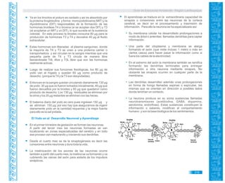 Guía de Educación Ambiental - Región Lambayeque
Ya en los tirocitos el yoduro es oxidado y así es absorbido por
la proteína tiroglobulina y forma monoyodotirosina (MIT) y la
diyodotirosina (DIT) responsables de la formación de las
hormonas tiroideas T4 o tiroxina (si se acoplan dos DIT) y T3
(al acoplarse un MIT y un DIT), lo que sucede en la sustancia
coloidal. En este proceso la tiroides consume 80 µg para la
producción de hormonas T3 y T4 y devuelve 40 µg al fluido
extracelular.
Estas hormonas son liberadas al plasma sanguíneo, donde
la mayoría de T4 y T3 se unen a una proteína carrier o
transportadora y así circulan en la sangre mientras que una
pequeña parte de T4 y T3 circula de manera libre
llamándosele T4L libre y T3L libre que son las hormonas
realmente activas.
Luego de realizar sus funciones fisiológicas, los 80 µg de
yodo van al hígado y quedan 60 µg como producto de
desecho. (porque laT4 y laT3 son desyodadas).
Entonces en la sangre quedan circulando diariamente 130 µg
de yodo: 30 µg que no fueron tomados inicialmente, 40 µg que
fueron devueltos por la tiroides y 60 µg que quedaron como
producto de desecho. Los 130 µg residuales se eliminan por
la orina y los 20 µg restantes se eliminan con las heces.
El balance diario del yodo es cero pues ingresan 150 µg y
se eliminan 150 µg; por eso hay que asegurarnos de ingerir
diariamente yodo en la cantidad requerida y la mejor fuente
para ello es la sal yodada.
El Yodo en el Desarrollo Neuronal y Aprendizaje
En el primer trimestre de gestación se forman las neuronas.
A partir del tercer mes las neuronas formadas se van
localizando en zonas especializadas del cerebro y en todo
ese proceso van madurando y creciendo sus dendritas.
Desde el cuarto mes se da la sinaptogénesis es decir las
conexiones entre neuronas y dura toda la vida.
La mielinización de los axones de las neuronas ocurre
también a partir del cuarto mes, la mielina se va formando y va
cubriendo las vainas del axón para aislarla de los impulsos
sinápticos.
El aprendizaje se traduce en la extraordinaria capacidad de
sinapsis o conexiones entre las neuronas de la corteza
cerebral, es decir en el procesamiento y trasmisión de
información. Para ello la neurona se ha especializado así:
Su membrana celular ha desarrollado prolongaciones a
modo de árbol o antenitas llamadas dendritas para captar
información.
Una parte del citoplasma y membrana se alarga
formando el axón (que mide incluso 1 metro o más en
ciertos casos) para hacer pasar la información como si
fuera los cables de la electricidad.
En el extremo del axón la membrana también se ramifica
formando las dendritas terminales para entregar
información a otra neurona mediante sinapsis. No
obstante las sinapsis ocurren en cualquier parte de la
membrana.
Las dendritas desarrollan además unas prolongaciones
en forma de hongo llamadas espinas o espículas, las
mismas que se orientan en dirección a posibles lados
donde tendrían un contacto.
La neurona produce en su soma sustancias llamadas
neurotransmisores (acetilcolina, GABA, dopamina,
serotonina, endorfinas). Estas sustancias constituyen la
información o saberes, modifican el comportamiento
humano y son la base biológica de los sentimientos.
319
 