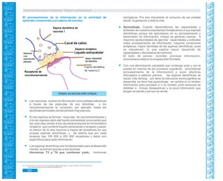 Guía de Educación Ambiental - Región Lambayeque
El procesamiento de la información en la actividad de
aprender comprende una cadena de eventos:
Las neuronas reciben la información como señales eléctricas
a través de las espículas de sus dendritas y los
neurotransmisores la conducen, por ejemplo, hasta las
dendritas terminales donde también hay espinas.
En las espinas se forman vesículas de neurotransmisores y
a la vez ingresa calcio del líquido extracelular provocando que
las vesículas viertan a los neurotransmisores en la hendidura
sináptica que contiene líquido extracelular o sinapsis y pasan
al interior de la otra neurona a través de receptores en sus
propias espinas dendríticas. Se estima que por cada85
sinapsis hay 100 000 a 200 000 receptores y éstos son
específicos para cada información.
Las espinas dendríticas son fundamentales para el desarrollo
mental, se forman gracias a dos factores:
Hormonas T3 y T4 que contienen yodo, hormonas
estrógenos. Por eso importante el consumo de sal yodada
desde la gestación y toda la vida.
Aprendizaje. Cuando desarrollamos las capacidades y
actitudes de nuestros estudiantes fortalecemos a sus espinas
dendríticas porque las ejercitamos en su procesamiento y
transmisión de información, incluso se generan nuevas. A
mayores oportunidades de ejercitar capacidades y actitudes
mejor procesamiento de información, mayores conexiones
sinápticas, mayor densidad de las espinas dendríticas, pues
se robustecen, lo que explica mayor desarrollo de
capacidades y del sistema de memoria.
El éxito de pensar, recordar, procesar información,
emocionarse está en la sinapsis bien formada.
Con una alimentación saludable que contenga yodo y con la
puesta en marcha de los procesos cognitivos, sicomotores
(procesamiento de la información) y socio afectivos
articulados a saberes previos; las espinas dendríticas se
hacen más densas, por tanto la estructura sociocognitiva se
desarrolla, es decir hay aprendizaje; en cambio si no reciben
información para procesar y/ o no reciben yodo entonces se
debilitan e incluso desaparecen y la poca información que
tengan se pierde y por eso se olvida.
Sinapsis, las espículas están contiguas.
85. “El corte de pelo de una neurona, de peluda a cabeza de hongo” En Línea. Consulta: 05 de octubre 2011.
< http://www.solociencia.com/medicina/07040908.htm>
320
 