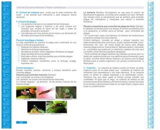 Guía de Educación Ambiental - Región Lambayeque
6.- Control de malezas para evitar que le quite nutrientes del
suelo a las plantas que cultivamos y para asegurar buena
aireación.
7.- Control de plagas:
Los gusanos y larvas son un estadio de las mariposas.
Los pulgones negros o blancos o de otros colores son
insectos que chupan la savia de las hojas y éstas se
amarillan, enroscan y se secan.
Las babosas son muy activas por la noche y se alimentan de
las hojas de la mayoría de hortalizas.
Prevenir las plagas a tiempo:
Lo más importante es prevenir la plaga para controlarla en sus
inicios o antes de que aparezca:
Rotando los cultivos cada año.
Sembrar en la época apropiada.
No dejar en el suelo, restos vegetales infestados de plagas.
Elegir semillas de buena calidad.
Intercalar cultivos, pues hay plantas que controlan plagas.
Vigilando nuestros cultivos.
Preferir hortalizas resistentes como la lechuga, acelga,
espinaca, etc.
Control biológico:
Existen insectos, plantas, bacterias y hongos benéficos para
controlar plagas:
Insectos que controlan insectos. Ejemplo:
Las “mariquitas” se comen a los pulgones.
Las “tijeretas” se comen a las larvas de las mariposas.
La “mantis religiosa” se alimenta de las larvas y huevos de los
insectos plaga.
ycomo.net conocimientos-los-invertebrados.blogspot.com wikifaunia.com
fotosdeanimales.com.ar es.wikipedia.org
La bacteria Baciillus thuringiensis se usa para el control de
Spodoptera frugiperda, conocida como cogollero en maíz. También
hay hongos como el pacylomices que se siembra para combatir
plagas de coleópteros y mariposas que atacan a diversas
hortalizas.
Plantas compañeras que controlan las plaga de otras. Ejemplo:
El rabanito se siembra junto a la alverja; el romero se siembra junto
a la zanahoria; el tomillo cerca al tomate para controlarle las
plagas.
* El “Laurel rosa” mata a las babosas. El extracto de hierba buena
en alcohol controla a la mosca blanca.
Control etológico: consiste en atraer y atrapar insectos con
determinados estímulos como la luz, aceite, colores amarillo y azul,
feromonas, etc. Ejm. Se reúsa aceite de carros para atrapar
insectos plaga como la “mosca blanca” (Bemisia tabaci), colocando
en una trampa que puede ser un cartoncito o plástico de color azul
o amarillo y al ser atraídos quedarán atrapados.
* Para controlar las plagas también hay métodos químicos pero no
deben ser usados porque son muy dañinos para el ambiente y para
la salud, muchos tienen efecto residual y el veneno para la plaga
también pasa a nuestro organismo con graves consecuencias a
largo plazo.
7.- Cosecha.- La cosecha se realiza cuando los frutos ya están
maduros pues es en esta etapa que contienen el máximo de
nutrientes que necesitamos y son más sabrosos. Si se cosecha
antes no tienen la calidad esperada y se deshidratan pronto.
Tampoco hay que dejar pasar el tiempo porque pierden sus
cualidades. Al igual que el riego, la cosecha se realiza en las
primeras horas de la mañana y al final de la tarde y colocar los frutos
en la sombra y almacenarlos luego en un lugar limpio y seguro para
evitar su contaminación.
334
 
