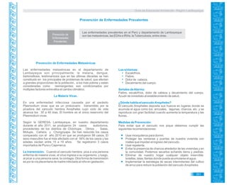 Guía de Educación Ambiental - Región Lambayeque
Prevención de
Enfermedades
Prevalentes.
Las enfermedades prevalentes en el Perú y departamento de Lambayeque
son las metaxénicas, las EDAs e IRAs, laTuberculosis, entre otras.
Prevención de Enfermedades Prevalentes
Prevención de Enfermedades Metaxénicas
Las enfermedades metaxénicas en el departamento de
Lambayeque son principalmente: la malaria, dengue,
bartonellosis, leishmaniosis que en las últimas décadas se han
constituido en los principales de problemas de salud, que afectan
a grandes proporciones de la población, a los más pobres y están
consideradas como reemergentes; son condicionados por
múltiples factores entre ellos el cambio climático.
La Malaria Vivax.
Es una enfermedad infecciosa causada por el parásito
Plasmodium vivax que es un protozoario transmitido por la
picadura del zancudo hembra Anopheles cuyo ciclo de vida
alcanza los 30 a 40 días. El hombre es el único reservorio del
Plasmodium vivax.
Según la GERESA- Lambayeque, en nuestro departamento
durante el año 2011, se produjeron 24 casos autóctonos,
procedentes de los distritos de Chóchope, Olmos , Salas,
Motupe, Cañaris y Chongoyape. Se han reducido los casos
comparado con el año 2010 en que se produjeron 88 casos. El
sexo masculino fue el más afectado con el 56% de los casos y las
edades oscilan entre 15 a 19 años. Se registraron 3 casos
importados de Piura y Cajamarca.
La transmisión. Cuando el zancudo hembra pica a una persona
enferma de malaria vivax, el virus ingresa a su organismo, y luego,
al picar a una persona sana, la contagia. Otra forma de transmisión
es por la vía placentaria de madre infectada al niño en gestación.
Los síntomas:
Escalofríos.
Fiebre.
Dolor de cabeza.
Decaimiento del cuerpo.
Señales deAlarma:
Fiebre, escalofríos, dolor de cabeza y decaimiento del cuerpo.
Acudir de inmediato al establecimiento de salud.
¿Dónde habita el zancudo Anopheles?
El zancudo Anopheles deposita sus huevos en lugares donde se
acumula el agua como los: arrozales, lagunas, charcos, etc. y se
reproduce con gran facilidad cuando aumenta la temperatura y las
lluvias.
Medidas de Prevención:
Para evitar que el zancudo nos pique debemos cumplir las
siguientes recomendaciones:
Usar mosquiteros para dormir.
Proteger las ventanas y puertas de nuestra vivienda con
mallas que impidan el ingreso del zancudo.
Usar repelente.
Evitar la presencia de charcos alrededor de las viviendas y en
la comunidad. Podemos secarlos echando tierra y piedras.
Eliminar de nuestro hogar cualquier objeto inservible:
botellas, latas, llantas donde pueda acumularse el agua.
Implementar la estrategia de secas intermitentes del cultivo
de arroz para reducir la población del zancudo Anopheles.
351
 