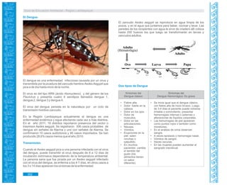 Guía de Educación Ambiental - Región Lambayeque
El dengue es una enfermedad infecciosa causada por un virus y
transmitida por la picadura del zancudo hembra Aedes Aegypti que
pica a de día hasta inicio de la noche.
El virus es del tipo ARN (ácido ribonucleico) y del género de los
Flavivirus y presenta cuatro 4 serotipos llamados dengue 1,
dengue 2, dengue 3 y dengue 4.
El virus del dengue persiste en la naturaleza por un ciclo de
transmisión hombre-zancudo.
En la Región Lambayeque actualmente el dengue es una
enfermedad endémica y sigue afectando cada vez a más distritos.
En el año 2011, 18 distritos reportaron presencia del vector o
trasmisor Aedes aegypti. Se registraron 306 casos probables de
dengue sin señales de Alarma y uno con señales de Alarma. Se
confirmaron 10 casos autóctonos y 46 casos importados. Se han
producido 28,6% casos menos que el año 2010.
Transmisión.
Cuando el Aedes aegypti pica a una persona infectada con el virus
del dengue, puede transmitir el virus después de 8 a 12 días de
incubación extrínseca dependiendo de la temperatura ambiental.
La persona sana que fue picada por un Aedes aegypti infectado
con el virus del dengue, se enferma a los 4-7 días, en otros casos a
los 3 o 14 días aparecen los síntomas de la enfermedad.
El Dengue.
El zancudo Aedes aegypti se reproduce en agua limpia de los
pozos, y en el agua que juntamos para beber, cocinar y lavar. Las
paredes de los recipientes con agua le sirve de criadero allí coloca
hasta 200 huevos los que luego se transformarán en larvas y
zancudos adultos.
Dos tipos de Dengue
352
Adulto
(Hematofagia)
Adulto
Ovo Larva Pupa
• Fiebre alta.
• Dolor fuerte en la
cabeza.
• Dolor en los ojos.
• Dolor de
músculos.
• Dolor en las
articulaciones.
• Náusea.
• Vómitos.
• Erupciones en la
piel: salen
ronchas o
salpullido.
• En muchos
pacientes cambia
el sentido del
gusto (los
alimentos tienen
un sabor
diferente).
Síntomas del
Dengue clásico
Síntomas del
Dengue Hemorrágico: Es grave
• Se inicia igual que el dengue clásico,
con fiebre alta de inicio brusco. Luego
de 3-4 días el paciente puede volverse
irritable o somnoliento, presentar
hemorragias internas o externas y
alteraciones de líquidos corporales.
• Las hemorragias de piel aparecen
como puntos rojos o también como
moretones.
• En el análisis de orina observan
sangre.
• A veces epistaxis o hemorragia nasal.
• Vómitos de sangre.
• Heces oscuras.
• En las mujeres pueden aumentar el
sangrado menstrual.
 