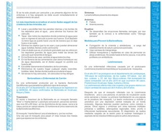 Guía de Educación Ambiental - Región Lambayeque
Si se ha sido picado por zancudos y se presenta algunos de los
síntomas o si hay sangrado se debe acudir inmediatamente al
establecimiento de salud.
Lo más importante es erradicar al vector Aedes aegypti de los
criaderos de las viviendas, así:
Lavar y escobillar bien las paredes internas y los bordes de
los depósitos para el agua, para eliminar los huevos del
zancudo.
Tapar bien todos los depósitos donde juntamos el agua para
que no ingrese el zancudo a poner sus huevos. Si el depósito
no tiene tapa se puede hacer una de tal manera que no deje
hueco ni se vuele.
Eliminar los objetos que no se usan y que puedan almacenar
agua: botellas, llantas y todo cachivache.
Usar el abate que es un producto granulado que se coloca en
los depósitos grandes de agua para matar las larvas del
zancudo que transmite el dengue.
En los floreros de casa, cambiar el agua todos los días.
En los floreros de los cementerios usar arena húmeda en vez
de agua depositada, asi el Aedes aegypti no pondrá sus
huevos allí.
Escobillar diariamente el bebedero de los animales.
Eliminemos de nuestro hogar cualquier objeto inservible:
botellas, latas, llantas donde pueda acumularse el agua.
Sin larvas no hay zancudos, sin zancudos no hay dengue.
Bartonellosis o Enfermedad de Carrión
Es una enfermedad producida por la bacteria Bartonella
bacilliformes que parasita los glóbulos rojos de la sangre.
En el año 2011 el departamento de Lambayeque se registraron en
la GERESA, 09 casos confirmados de Bartonella en Incahuasi,
Reque y Salas.
Trasmisión:
El vector o trasmisor de la Bartonella es un mosquito llamado
“titira” o “manta blanca” Lutzomyia verrucarum, peruensis serrana;
que vive (50 a 60 días) en los dormitorios de las casas, cerca a la
casa y pocos en campo abierto. El hombre es el único reservorio de
la Bartonella bacilliformes.
El mosquito “manta blanca” pica al atardecer y por los noches.
Una vez que el mosquito pica pasan 21 días incluso dos meses
para que aparezcan los síntomas.
Síntomas
La bartonellosis presenta dos etapas:
Anémica:
Fiebre.
Anemia severa.
Eruptiva:
Se desarrollan las erupciones llamadas verrugas, por eso
también se le conoce a la enfermedad como “Verruga
peruana”
Medidas para Prevenir la Bartonellosis.
Fumigación de la vivienda y alrededores a cargo del
establecimiento de salud o personal autorizado.
Usar camisas de manga larga.
Utilizar mosquiteros y repelentes en caso de pernoctar en
áreas endémicas. No existe hasta la fecha vacuna, ni es útil la
profilaxis con antibióticos.
Leishmaniasis
Es una enfermedad infecciosa causada por el protozoario
Leishmania brazilensis trasmitida por la picadura de mosquitos.
En el año 2011 se produjeron en el departamento de Lambayeque,
169 casos de Leishmaniosis, de los cuales 167 casos son del
tipo cutáneo y 02 del tipo Muco-cutáneo. Han aumentado los
casos comparado con el año 2010 en que ocurrieron 98 casos.
Predomina en Incahuasi, Salas, Cañaris y Olmos.
La Leishmaniosis afecta más a las mujeres y los grupos etarios con
mayor cantidad de casos son de 0-9 años y de 5-9 años.
Después de que el mosquito infectado con la Leishmania
brazilensis, pica a una persona; el período de incubación oscila
entre semanas y meses. La primera manifestación es una pápula
en la picadura del mosquito. La lesión evoluciona a nodular y
ulcerativa con una depresión central rodeada de un borde
endurado. Algunas lesiones pueden perdurar como nódulos o
placas. Otros signos o síntomas son otras lesiones múltiples
primarias o satélites, adenopatías regionales, dolor, prurito e
infecciones bacterianas secundarias. El diagnóstico se realiza
mediante raspado de la lesión para el examen histológico o
aspirado de los nódulos linfáticos para el cultivo del protozoo.
353
 