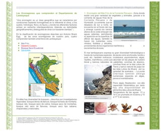 Las Ecorregiones que comprenden al Departamento de
Lambayeque
“Una ecorregión es un área geográfica que se caracteriza por
condiciones bastante homogéneas en lo referente al clima, a los
suelos, hidrología, flora y la fauna, y donde los diferentes factores
actúan en estrecha interdependencia. Además es delimitable
geográficamente y distinguible de otras con bastante claridad.” 9
En la clasificación de ecorregiones descritas por Antonio Brack
Egg; de las once ecorregiones de nuestro país, cuatro
comprenden también al territorio de Lambayeque:
Mar Frío.
Desierto Costero.
Bosque Seco Ecuatorial.
SelvaAlta.
En ellas hay diversidad de bosques descritos por investigadores10
regionales: bosque denso de llanura, bosque húmedo de montaña,
bosque ralo, bosque seco de colina, bosque seco de montañas,
bosque ralo seco de llanuras, bosque seco tipo sabana,
chaparrales y matorrales.
1.- Ecorregión del Mar Frío de la Corriente Peruana.- Zona donde
existe una gran variedad de vegetales y animales, gracias a la
corriente de aguas frías de la
Corriente Peruana o de
Humboldt. La corriente, que se
desplaza de sur a norte, se
encuentra en el fondo del mar
y emerge cuando los vientos
alisios de la costa empujan las
aguas calientes, permitiendo
su aparición en la superficie.Al
aflorar las aguas, también lo
hacen los nutrientes como
nitratos, fosfatos y silicatos,
provenientes de los organismos marítimos y d e
excrementos de aves.
El mar lambayecano expresa su gran diversidad hidrobiológica a
través de numerosas especies de peces como anchoveta, bonito y
jurel, etc.; también moluscos, crustáceos, equinodermos, algas,
reptiles, mamíferos y aves que abundan en las playas de nuestro
litoral y bancos naturales de palabritas, conchas de abanico,
conchas finas en la Isla Lobos de
Tierra y banco natural de pulpo en
las islas Lobos de Afuera por su
variedad de sustratos. La punta11
Chérrepe también alberga
numerosas especies en algas,
peces e invertebrados.
Flora: algas, fitoplancton con alta
capacidad fotosintética por tanto
hay alta disponibilidad de
alimentos.Isla Lobos deAfuera
Temperatura de las aguas: 13 a
14°C en promedio en invierno y 15
a 17 °C en verano.
chiclayoactual.blogspot.com
Isla Lobos de Afuera
http://www.lambayeque.net/ecologico/
Octopus mimusRevista Justomedio Pollicipes elegans “Anguila” Ophicthus
pacifici
8. Gobierno Regional Lambayeque. 2011. Plan de Desarrollo Regional Concertado.2011-2021.p 48.
BRACK EGG, A. y MENDIOLA VARGAS, C. Ecorregiones y Ecosistemas del Perú. Editorial Bruño. Lima. p 189.9.
Gobierno Regional Lambayeque. Oficina de Planificación Estratégica y Ordenamiento Territorial. 2011. Estudio Cobertura Vegetal del10.
departamento de Lambayeque para el Proceso de Ordenamiento Territorial. p 38. En línea. Consulta: 29 de octubre 2011.
<http://www.regionlambayeque.gob.pe/>
Argopecten purpuratus
Guía de Educación Ambiental - Región Lambayeque
95
 