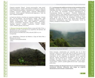 Capparis angulata, “faique” Acacia macrocantha, “palo verde”
Cercidium praecox, “angolo” Pithcollobium multiflorum, y “látigo de
cristo“ Parkensonia aculeata. Y arbustos como: “vichayo” Capparis
ovalifolia, “cuncuno” Vallesia glabra, “chequito” Pithecollobium
excelsum, “cactus gigante” Neoraemondia gigantea y “rabo de
zorro” Seteria verticilada.
La fauna es diversa y muchas son especies endémicas: “venado
gris”, “oso de anteojos”, “oso hormiguero”, “ardilla”, “añaz”, “gato
montés”, “puma”, “zorro”, “halcón”, “paloma”, “gallinazo”, “picaflor”,
“águila”, “huerequeque”, “loro”, “pava aliblanca”, “carpintero”,
“urraca”, “cortarrama”, “bandurria”, “peche”, “chiroque”, “putilla”,
“lagartija”, “iguana”, “coralillo”, “macanche”, “chisco”, “chilalo”;
“coral”, anfibios, garzas, entre otros.
2.-Bosque húmedo de montaña,Tiene un área de 9 026, 78 ha y
representa el 0,59 % del total de la superficie del territorio del
departamento de Lambayeque.
Se encuentra a una altitud de 2 250 a más de 3 000 m.s.n.m.
Comprende:
-La Nefelohílea o Bosques de Neblina o Ceja de Selva Alta o
Bosques de Lluvias.
-Páramo o zona paramunense.
-Jalca.
http://caobac.blogspot.com/2009/07/bosques-montanos-relictos-en-kanaris_9126.html
2.1.- Los bosques de neblina se inician en las montañas de San
Lorenzo –frontera de Cañaris con Querocotillo- y continúa en
Gramalote, Shin Shin, y “a través de las pendientes de la Cordillera
de los Andes, de Ferreñafe, continúa extendiéndose en
Huacapampa, Illambe, La Laguna, Pandachí, Mollepampa,
Lañuloma, Quinua, Lique, Walte (aquí toma el nombre de Montaña
de Qiwamarka), Atumpampa, Tute, Llolloca, Kañaryaku, Congona,
Paltiq, Kutilla; con el Abra de Upaypiteq. Continúan hasta
descender en parte de Santa Lucía, Santa Rosa, Miraflores,
Quirichima, Huallabamba, Joya Yaku, Mamawaka, Corral de
Piedra y, rematan en Penachí (Salas)”.
Foto tomada por Dr. Víctor Ponce 2010: Bosques de Neblina- en plenas montañas de los Andes Septentrionales
del Norte en Kañaris. Cortesía: Mg. Mario López Mesones.
Estos bosques, coberturados por cascarilla que es el árbol
nacional o árbol de la Quina del cual se extrae la quinina que
combate la malaria; están siendo destruidos debido a la tala
sistemática de sus forestales, la expansión de la superficie
agrícola, quema irracional de montañas y caza del “oso de
anteojos”, del “tapir de altura”, “majaz”, “cotomono”, cérvidos,
armadillos, mangujos, pumas y, de su avifauna, como el “paujil”,
“tucán andino”, “perdiz”, posible “gallito de las rocas”, “pava negra”,
entre otros.
Debido al peligro de desaparición hoy se consideran bosques
montanos relictos, situación que exige su urgente
declaratoria como área de conservación.
Guía de Educación Ambiental - Región Lambayeque
97
 