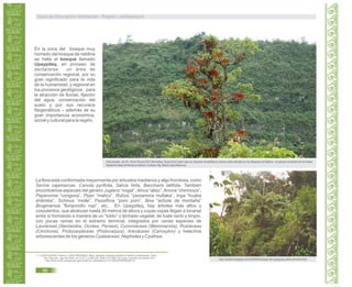 En la zona del bosque muy
húmedo del bosque de neblina
se halla el bosque llamado
Upaypiteq, en proceso de
declararse un área de
conservación regional, por su
gran significado para la vida
de la humanidad, y regional en
los procesos geológicos, para
la atracción de lluvias, fijación
del agua, conservación del
suelo y por sus recursos
fitogenéticos además de su12
gran importancia económica,
social y cultural para la región.
La flora está conformada mayormente por arbustos medianos y algo frondosa, como
Senna cajamarcae, Canuta pyrifolia, Salvia hirta, Baccharis latifolia. También
encontramos especies del género Juglans “nogal”, Alnus “aliso”,Anona “chirimoya”,
Peperomia “congona”, Piper “matico”, Rubus “zarzamora mullaka”, Inga “huaba
shilimba”, Schinus “molle”, Passiflora “poro poro”, Bixa “achote de montaña”
Brugmansia “floripondio rojo”, etc. En Upaypiteq, hay árboles más altos y
corpulentos, que alcanzan hasta 30 metros de altura y cuyas copas llegan a tocarse
entre sí formando a manera de un “toldo” o techado vegetal, de fuste recto y limpio,
con pocas ramas en el extremo terminal, integrados por varias especies de
Lauráceas (Nectandra, Ocotea, Persea); Cunoniáceas (Weinmannia), Rubiáceas
(Cinchona), Podocarpáceas (Podocarpus), Arecáceas (Ceroxylon) y helechos
arborescentes de los géneros Cyateáceas: Nephelea y Cyathea.
Foto tomada por Dr. Víctor Ponce 2010: Bromelias (“tuyos”)con hojas rojas en situación de epifitismo (crecen sobre árboles) en los Bosques de Neblina - en plenas montañas de los Andes
SeptentrionalesdelNorteenKañaris.Cortesía:Mg.MarioLópezMesones.
http://caobac.blogspot.com/2009/04/bosques-de-upaypiyeq-ultima-forntera.html
12. LLATAS QUIROZ, Santos y LOPEZ MESONES, Mario. Bosques montanos-relictos en Kañaris (Lambayeque, Perú).
Rev. Peru biol., ago./set 2005, vol.12, N°.2, p.299-308. ISSN 1727-9933. En Línea. Consulta: 02 octubre 2011.
< http://www.scielo.org.pe/scielo.php?script=sci_arttext&pid=s1727-99332005000200013>
Guía de Educación Ambiental - Región Lambayeque
98
 