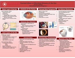 Corneal Ulcer: A Microbial Disease of the Eye
Ameen Jafferie
Biomedical Careers Program I
Outer Layer of the Eye
Inner Layers of the Eye
Anatomy of the Human
Eye
Corneal Ulcer Symptoms
Corneal Ulcer Treatments
Eye Defense Mechanisms
Bacteria in Eye Niche
Common Eye Infections
Outer most layer: Sclera
• Tough fibrous layer
• Transparent
• Forms cornea
• Refracts light to focus image
• Protected by thin conjunctiva layer
• Mucous membrane
• Aqueous humor connects cornea
to lens
Middle layer: Choroid
• Contains vessels
• Forms cilliary body in anterior part
• Iris regulates amount of light
entering eye
• Light passes through pupil
Inner most layer: Retina
• Contains photoreceptors
• Rods
• Cones
• Signal Transduction
• Neurons of retina relay info. from
photoreceptors to optic nerve
• Blurry or hazy vision
• Photophobia
• Severe pain and soreness
• Sensation of large foreign body in eye
• Itching and discharge
• Red eyes
• White patch on cornea
• Lacrimal apparatus protects the eye
from microorganisms and
substances
• Lacrimal glands secrete tears
• Lysozyme in tears
• Capable of breaking gram positive
bacteria
• Lesser extent gram negative
• Blink reflex
• Conjunctiva kept moist
• Protective barriers
• Cornea
• Conjunctiva
(
• Bacteria in conjuctiva
• Chlamydia trachomatis
Chlamydophila pneumoniae
Haemophilus aegyptius
Haemophilus influenzae
Staphylococcus aureus
• Native flora of the lids and mucous
surface limit pathogenic
colonization
• Pathogenic microorganisms
outcompeting normal flora can
cause disease
• Conjunctivitis is inflammation of
conjunctiva
• Most commonly caused by virus
• Keratitis is inflammation of the
cornea
• Corneal Ulcer
• Multiple causes
• Bacterial infection from an injury
or contact lenses
• Pseudomonas aeruginosa
digests the cornea
Corneal Ulcer
• Open sore in the outer layer of the
cornea
• Erodes the surface of the eye
• Caused by bacteria, virus, fungi, or
parasite
• Pseudomonas and Staphylococcus
• Fusarium
• Acanthamoeba
• Herpes simplex
• Abrasions on the eye surface
• Severely dry eyes
• Foreign bodies in the eye
• Bell’s palsy
• Antibiotics, antifungal, and antiviral eye
drops are the mainstay of treatment
• Pain medication may be prescribed to
reduce pain
• Steroid or anti-inflammatory eyedrops
used to reduce swelling
• Corneal transplant if not treated with
medication
 