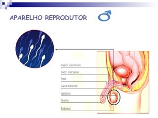 APARELHO REPRODUTOR
 