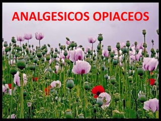 ANALGESICOS OPIACEOS
 