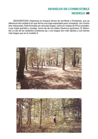 MODELOS DE COMBUSTIBLE
                                                      MODELO: 09

      DESCRIPCION: Hojarasca en bosque denso de coníferas o frondosas, que se
diferencia del modelo 8 en que forma una capa esponjada poco compacta, con mucho
aire interpuesto. Está formada por acículas largas, como en masas de Pinus pinaster,
o por hojas grandes y rizadas, como las de los robles (Quercus pyrenaica, Q. Robur,
etc.) o las de los castaños (Castanea sp.). Los fuegos son más rápidos y con llamas
más largas que en el modelo 8.
 