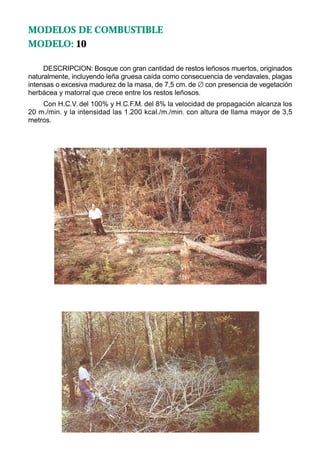 MODELOS DE COMBUSTIBLE
MODELO: 10

     DESCRIPCION: Bosque con gran cantidad de restos leñosos muertos, originados
naturalmente, incluyendo leña gruesa caída como consecuencia de vendavales, plagas
intensas o excesiva madurez de la masa, de 7,5 cm. de ∅ con presencia de vegetación
herbácea y matorral que crece entre los restos leñosos.
    Con H.C.V. del 100% y H.C.F.M. del 8% la velocidad de propagación alcanza los
20 m./min. y la intensidad las 1.200 kcal./m./min. con altura de llama mayor de 3,5
metros.
 