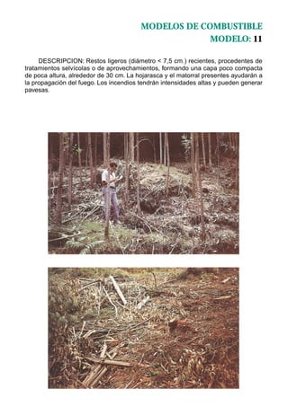 MODELOS DE COMBUSTIBLE
                                                     MODELO: 11

     DESCRIPCION: Restos ligeros (diámetro < 7,5 cm.) recientes, procedentes de
tratamientos selvícolas o de aprovechamientos, formando una capa poco compacta
de poca altura, alrededor de 30 cm. La hojarasca y el matorral presentes ayudarán a
la propagación del fuego. Los incendios tendrán intensidades altas y pueden generar
pavesas.
 
