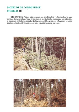 MODELOS DE COMBUSTIBLE
MODELO: 12

     DESCRIPCION: Restos más pesados que en el modelo 11, formando una capa
continua de mayor altura, hasta 60 cm. Más de la mitad de las hojas están aún adheridas
a las ramas sin haberse secado. No hay combustibles vivos que influyan en el fuego.
Los incendios tendrán intensidades altas y pueden generar pavesas.
 