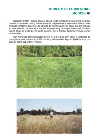 MODELOS DE COMBUSTIBLE
                                                       MODELO: 03

     DESCRIPCION: Pastizal grueso, denso y alto (alrededor de un metro, es difícil
caminar a través del pasto). Un tercio o más del pasto debe estar seco. Puede haber
arbolado o matorral disperso. Los campos de cereales antes de segar pueden incluirse
en este modelo. Los incendios son los más rápidos y de mayor intensidad. El viento
puede llevar el fuego por la parte superior de la hierba, saltando incluso zonas
encharcadas.
     Con humedad del combustible muerto (H.C.F.M.) del 20% (alta) la velocidad de
propagación está próxima a los 100 m./min. y la intensidad llega a 2.000 kcal./m./s con
largo de llama superior a 4 metros.
 