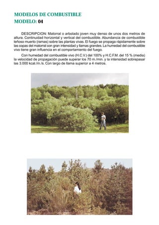 MODELOS DE COMBUSTIBLE
MODELO: 04

     DESCRIPCION: Matorral o arbolado joven muy denso de unos dos metros de
altura. Continuidad horizontal y vertical del combustible. Abundancia de combustible
leñoso muerto (ramas) sobre las plantas vivas. El fuego se propaga rápidamente sobre
las copas del matorral con gran intensidad y llamas grandes. La humedad del combustible
vivo tiene gran influencia en el comportamiento del fuego.
     Con humedad del combustible vivo (H.C.V.) del 100% y H.C.F.M. del 15 % (media)
la velocidad de propagación puede superar los 70 m./min. y la intensidad sobrepasar
las 3.000 kcal./m./s. Con largo de llama superior a 4 metros.
 