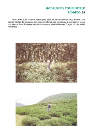 MODELOS DE COMBUSTIBLE
                                                       MODELO: 05

     DESCRIPCION: Matorral denso pero bajo, altura no superior a 0,6 metros. Con
cargas ligeras de hojarasca del mismo matorral que contribuye a propagar el fuego
con vientos flojos. Propagación por la hojarasca y las herbáceas. Fuegos de intensidad
moderada.
 