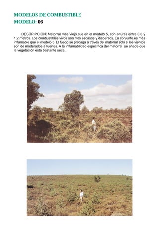 MODELOS DE COMBUSTIBLE
MODELO: 06

     DESCRIPCION: Matorral más viejo que en el modelo 5, con alturas entre 0,6 y
1,2 metros. Los combustibles vivos son más escasos y dispersos. En conjunto es más
inflamable que el modelo 5. El fuego se propaga a través del matorral solo si los vientos
son de moderados a fuertes. A la inflamabilidad específica del matorral se añade que
la vegetación está bastante seca.
 