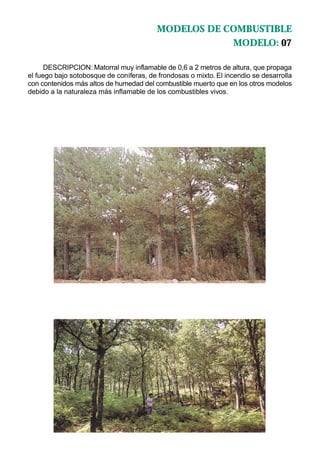 MODELOS DE COMBUSTIBLE
                                                      MODELO: 07

      DESCRIPCION: Matorral muy inflamable de 0,6 a 2 metros de altura, que propaga
el fuego bajo sotobosque de coníferas, de frondosas o mixto. El incendio se desarrolla
con contenidos más altos de humedad del combustible muerto que en los otros modelos
debido a la naturaleza más inflamable de los combustibles vivos.
 