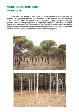 MODELOS DE COMBUSTIBLE
MODELO: 08

      DESCRIPCION: Hojarasca en bosque denso de coníferas o frondosas, casi sin
matorral. La hojarasca forma una capa compacta al estar formada por acículas cortas
(5 cm. o menos), como en masas de Pinus sylvestris, o por hojas planas no muy
grandes, como las de Fagus sylvatica. El fuego se propaga por la hojarasca. Los fuegos
son de poca intensidad, con llamas cortas y velocidades de avance bajas. Solamente
en condiciones meteorológicas desfavorables (altas temperaturas, bajas humedades
relativas y vientos fuertes) este modelo puede volverse peligroso.
 