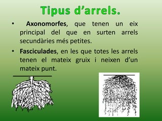 • Axonomorfes, que tenen un eix
principal del que en surten arrels
secundàries més petites.
• Fasciculades, en les que totes les arrels
tenen el mateix gruix i neixen d’un
mateix punt.
 