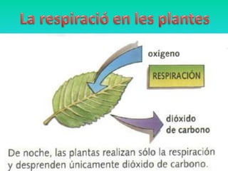 • Les plantes igual que els animals respiren:
prenent oxigen de l'aire i expulsant diòxid de
carboni.
• La respiració es realitza contínuament, tant pel
dia com a la nit.
• El procés es realitza sobretot en les fulles i en les
tiges verdes.
• Com a producte de la respiració les plantes com
els animals també desprenen diòxid de carboni.
 