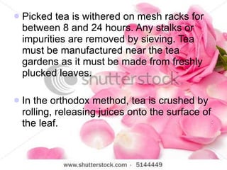 <ul><li>Picked tea is withered on mesh racks for between 8 and 24 hours. Any stalks or impurities are removed by sieving. ...