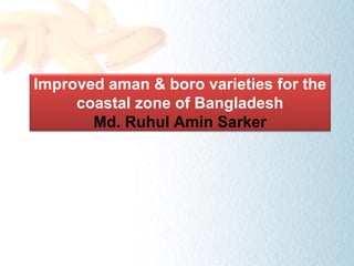 Improved aman & boro varieties for the
coastal zone of Bangladesh
Md. Ruhul Amin Sarker
 