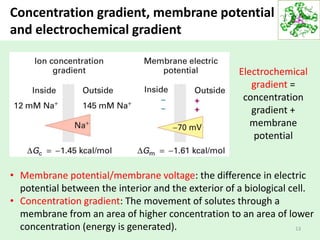 Concentration gradient, membrane potential
and electrochemical gradient
13
• Membrane potential/membrane voltage: the difference in electric
potential between the interior and the exterior of a biological cell.
• Concentration gradient: The movement of solutes through a
membrane from an area of higher concentration to an area of lower
concentration (energy is generated).
Electrochemical
gradient =
concentration
gradient +
membrane
potential
 