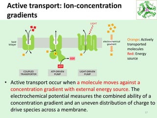Active transport: Ion-concentration
gradients
• Active transport occur when a molecule moves against a
concentration gradient with external energy source. The
electrochemical potential measures the combined ability of a
concentration gradient and an uneven distribution of charge to
drive species across a membrane. 17
Orange: Actively
transported
molecules
Red: Energy
source
 