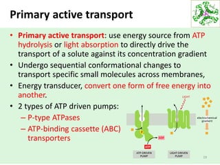 Primary active transport
• Primary active transport: use energy source from ATP
hydrolysis or light absorption to directly drive the
transport of a solute against its concentration gradient
• Undergo sequential conformational changes to
transport specific small molecules across membranes,
• Energy transducer, convert one form of free energy into
another.
• 2 types of ATP driven pumps:
– P-type ATPases
– ATP-binding cassette (ABC)
transporters
19
 