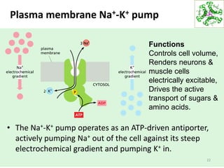 Plasma membrane Na+-K+ pump
• The Na+-K+ pump operates as an ATP-driven antiporter,
actively pumping Na+ out of the cell against its steep
electrochemical gradient and pumping K+ in.
22
Functions
Controls cell volume,
Renders neurons &
muscle cells
electrically excitable,
Drives the active
transport of sugars &
amino acids.
 