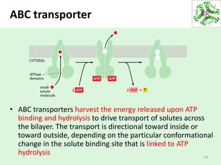 ABC transporter
• ABC transporters harvest the energy released upon ATP
binding and hydrolysis to drive transport of solutes across
the bilayer. The transport is directional toward inside or
toward outside, depending on the particular conformational
change in the solute binding site that is linked to ATP
hydrolysis 24
 