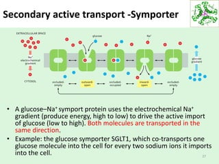 Secondary active transport -Symporter
• A glucose–Na+ symport protein uses the electrochemical Na+
gradient (produce energy, high to low) to drive the active import
of glucose (low to high). Both molecules are transported in the
same direction.
• Example: the glucose symporter SGLT1, which co-transports one
glucose molecule into the cell for every two sodium ions it imports
into the cell. 27
 