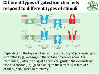 Different types of gated ion channels
respond to different types of stimuli
Depending on the type of channel, the probability of gate opening is
controlled by (a) a change in the voltage difference across the
membrane, (B) the binding of a chemical ligand to the extracellular
face of a channel, (c) ligand binding to the intracellular face of a
channel, or (D) mechanical stress. 32
 