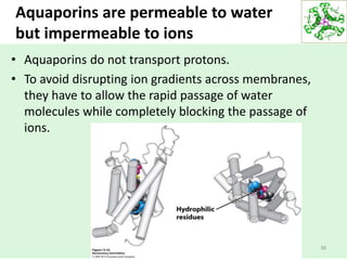 Aquaporins are permeable to water
but impermeable to ions
• Aquaporins do not transport protons.
• To avoid disrupting ion gradients across membranes,
they have to allow the rapid passage of water
molecules while completely blocking the passage of
ions.
36
 