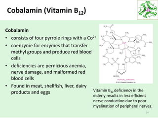 Cobalamin (Vitamin B12)
Cobalamin
• consists of four pyrrole rings with a Co2+
• coenzyme for enzymes that transfer
methyl groups and produce red blood
cells
• deficiencies are pernicious anemia,
nerve damage, and malformed red
blood cells
• Found in meat, shellfish, liver, dairy
products and eggs
24
Vitamin B12 deficiency in the
elderly results in less efficient
nerve conduction due to poor
myelination of peripheral nerves.
 