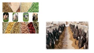Andhra Pradesh animal feed act 2020 complete