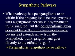 Sympathetic Pathways What pathway is a postganglionic axon within if the preganglionic neuron synapses with a ganglionic neuron in a sympathetic trunk ganglion, but the  postganglionic axon does not leave the trunk via a gray ramus , but instead extends away from the sympathetic trunk ganglion and goes directly to the effector organ? Postganglionic sympathetic nerve pathway 