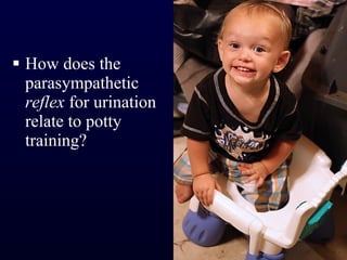 How does the parasympathetic  reflex  for urination relate to potty training? 