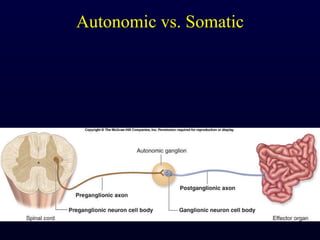 Autonomic vs. Somatic 