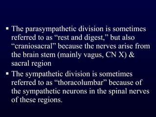 The parasympathetic division is sometimes referred to as “rest and digest,” but also “craniosacral” because the nerves arise from the brain stem (mainly vagus, CN X) & sacral region The sympathetic division is sometimes referred to as “thoracolumbar” because of the sympathetic neurons in the spinal nerves of these regions. 