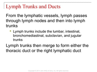 From the lymphatic vessels, lymph passes
through lymph nodes and then into lymph
trunks
 Lymph trunks include the lumbar, intestinal,
bronchomediastinal, subclavian, and jugular
trunks
Lymph trunks then merge to form either the
thoracic duct or the right lymphatic duct
Lymph Trunks and Ducts
Copyright © 2014 John Wiley & Sons, Inc. All rights reserved.
 