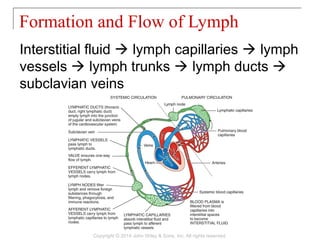 Interstitial fluid  lymph capillaries  lymph
vessels  lymph trunks  lymph ducts 
subclavian veins
Formation and Flow of Lymph
Copyright © 2014 John Wiley & Sons, Inc. All rights reserved.
 