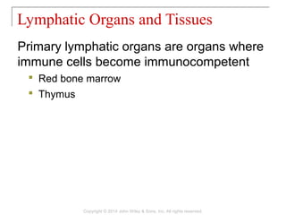 Primary lymphatic organs are organs where
immune cells become immunocompetent
 Red bone marrow
 Thymus
Lymphatic Organs and Tissues
Copyright © 2014 John Wiley & Sons, Inc. All rights reserved.
 