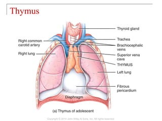 Thymus
Copyright © 2014 John Wiley & Sons, Inc. All rights reserved.
 
