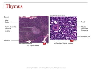 Thymus
Copyright © 2014 John Wiley & Sons, Inc. All rights reserved.
 