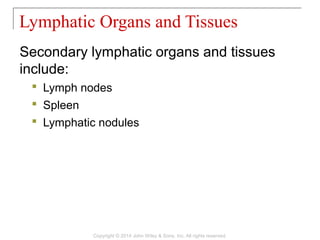 Secondary lymphatic organs and tissues
include:
 Lymph nodes
 Spleen
 Lymphatic nodules
Lymphatic Organs and Tissues
Copyright © 2014 John Wiley & Sons, Inc. All rights reserved.
 